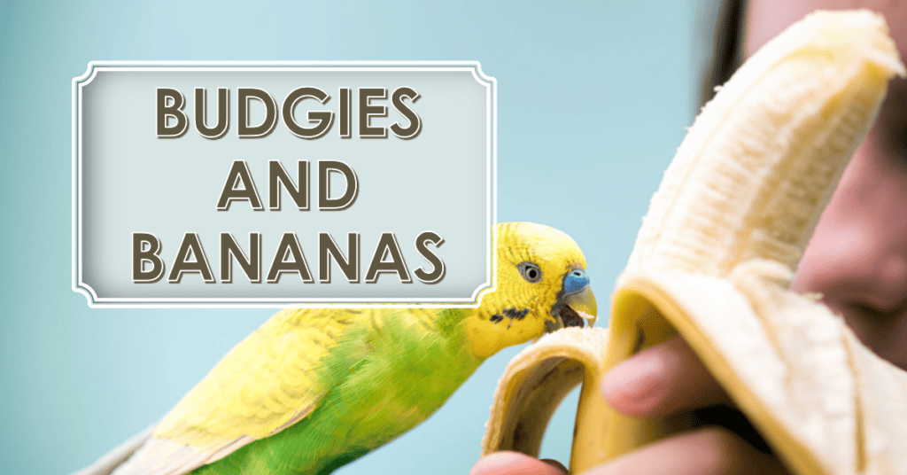 Can Budgies Eat Banana