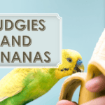 Can Budgies Eat Banana