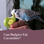 Can Budgies Eat Cucumber