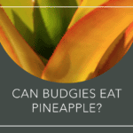 Can Budgies Eat Pineapple