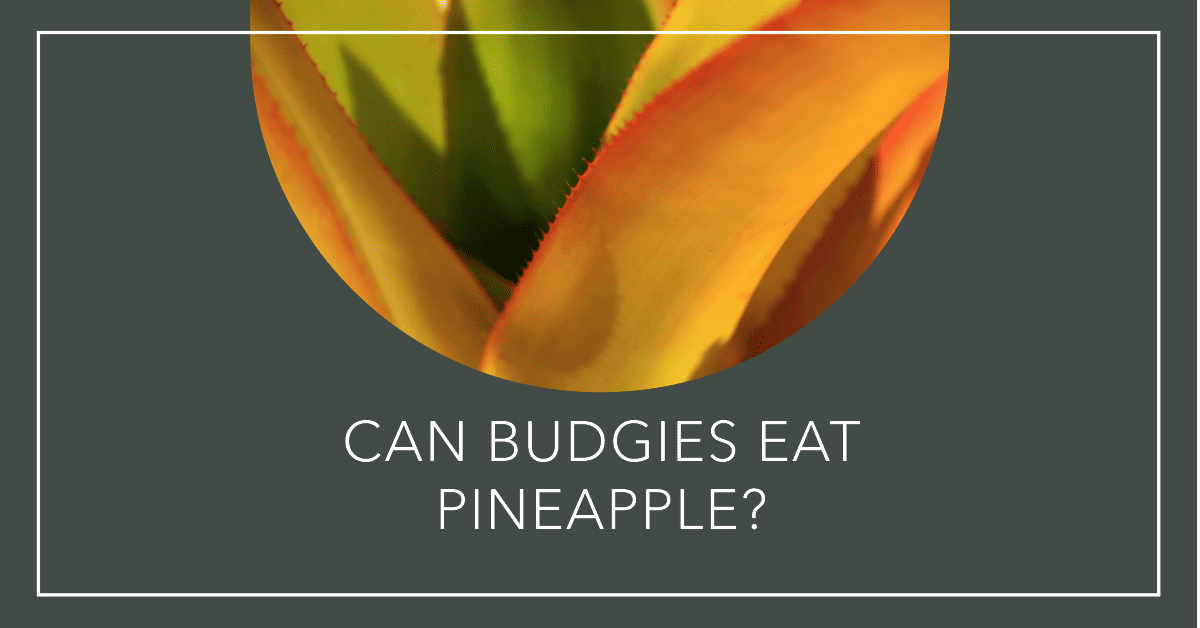 Can Budgies Eat Pineapple