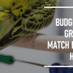 Can Budgies Eat Grapes