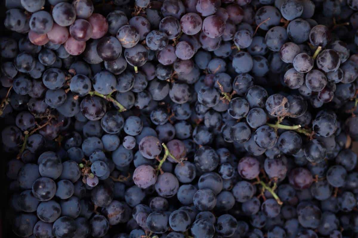 CAN BUDGIES EAT GRAPES? HERE'S WHAT YOU NEED TO KNOW Budgie Guide